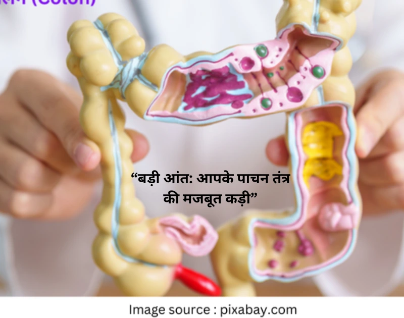 MANAV SHARIR MEIN BADI AANT KI UPYOGITA