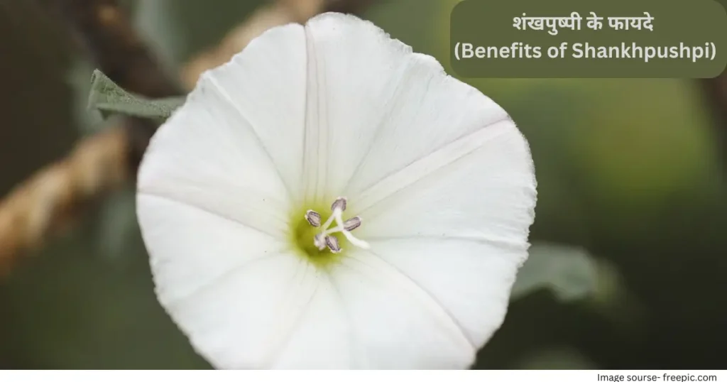 Shankhpushpi benefits uses